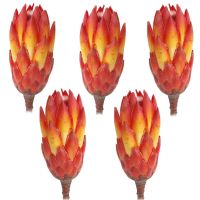 Zuckerbüsche Protea extra Trockenblumen Naturdeko rot gebleicht 5er Set
