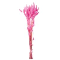 Samtgras Lagurus Dekogras Trockenpflanze Echtgras 1 Beutel 50g 60-70 cm pink