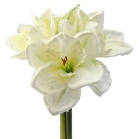 Amaryllis Kunstblume 3 Stiele 5 Blüten Ø 12 cm Kunstpflanze 1 Bund cremeweiß