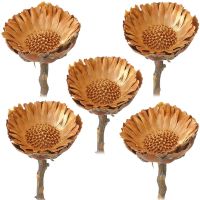 Zuckerbüsche Protea Compacta Rosette Trockenblumen natur 5er Set 4-6,5 cm