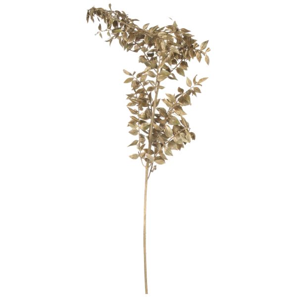Ruscus Mäusedorn Trockenblume Boho Naturdeko getrocknet Natur 70 cm gold