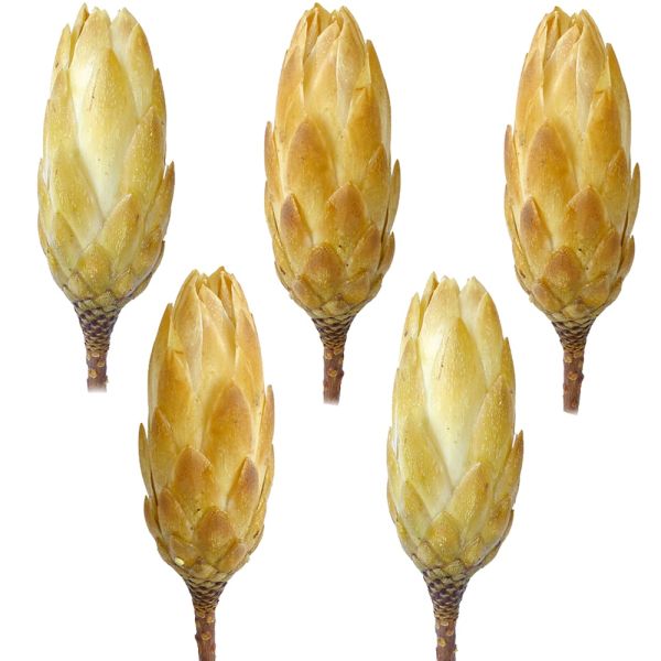 Zuckerbüsche Protea extra Trockenblumen Naturdeko hell gebleicht 5er Set