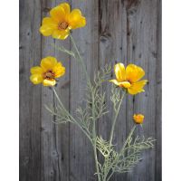 Schmuckkörbchen Kunstblume Cosmea Blütenstiel Kunstpflanze 95 cm 1 Stk - gelb