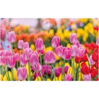 Tischset Platzset MOTIV abwaschbar pinke Tulpen Blumenwiese bunt 1 Stk