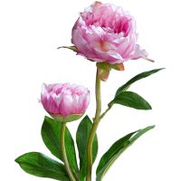 Pfingstrosen mit 2 Blüten Kunstblumen Päonien Kunstpflanze 1 Stk 60 cm - pink