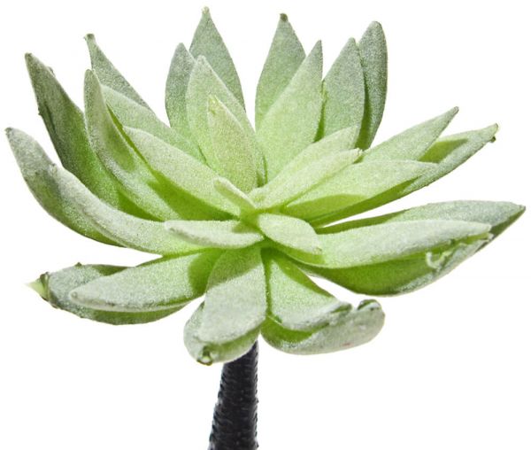 Hauswurz Echeveria Kunstblume Kunstpflanze künstlicher Dachwurz 1 Stk 11x8 cm