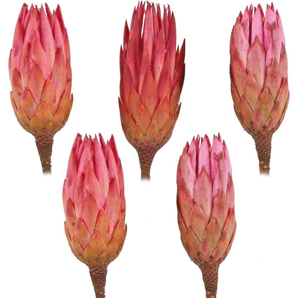 Zuckerbüsche Protea extra Trockenblumen Naturdeko pink gebleicht 5er Set