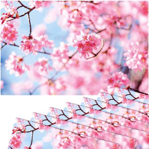Tischsets Platzsets MOTIV abwaschbar Frühling Kirschblüten rosa blau 8er