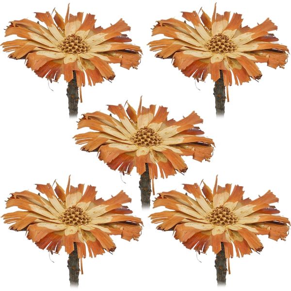 Zuckerbüsche Protea Compacta Rosette Trockenblumen natur hell 5er Set 8-9 cm