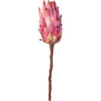 Zuckerbusch Protea Blüte Kunstblume Dekoblume Ø 7x13x51 cm pink