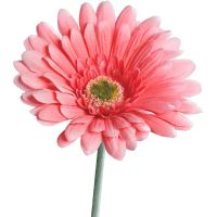 Gerbera Kunstblume Kunstpflanze künstliche Blüten 1 Stk - 56 cm - rosa