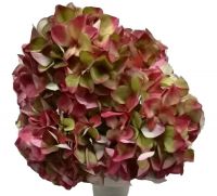 Hortensien Blüten Kunstblumen Kunstpflanzen 1 Bund 5 Blüten Ø 18 cm rot / grün