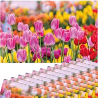 Tischsets Platzsets MOTIV abwaschbar pinke Tulpen Blumenwiese bunt 12er