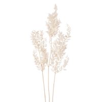 Ruscus Mäusedorn Trockenblume Boho Naturdeko getrocknet Natur 70 cm weiß