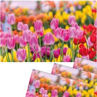 Tischsets Platzsets MOTIV abwaschbar pinke Tulpen Blumenwiese bunt 4er