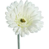 Gerbera Kunstblume Kunstpflanze künstliche Blüten 1 Stk - 56 cm - creme weiß
