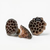 Lotus Naturdeko Gestecke Bastelmaterial getrocknet natur 10er Set 6-8 cm