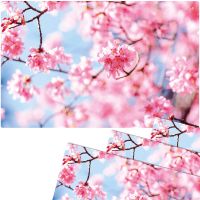 Tischsets Platzsets MOTIV abwaschbar Frühling Kirschblüten rosa blau 4er