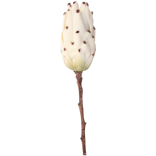 Zuckerbusch Protea Blüte Kunstblume Dekoblume Ø 7x13x51 cm cremeweiß