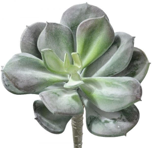Hauswurz Echeveria Kunstblume Kunstpflanze künstlicher Dachwurz 1 Stk 13x15 cm