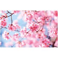 Tischset Platzset MOTIV abwaschbar Frühling Kirschblüten rosa blau 1 Stk