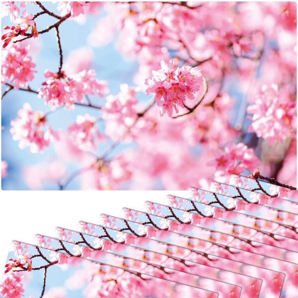 Tischsets Platzsets MOTIV abwaschbar Frühling Kirschblüten rosa blau 12er